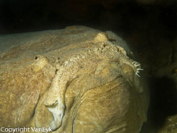 Stargazer - slightly ugly fish - by Bill Van Eyk 